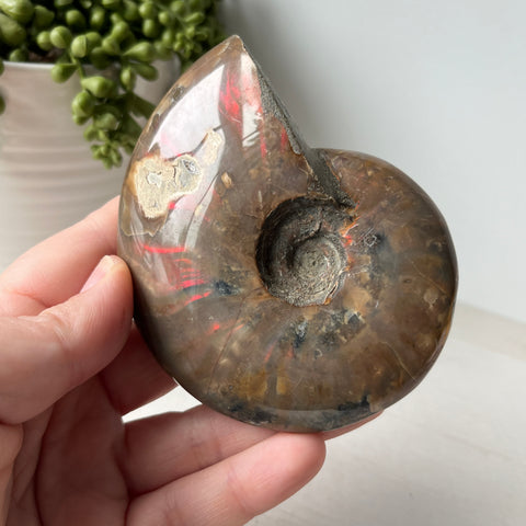 Whole Red Opalized Fire Ammonite