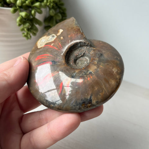 Whole Red Opalized Fire Ammonite