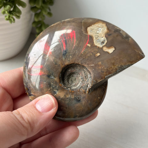 Whole Red Opalized Fire Ammonite