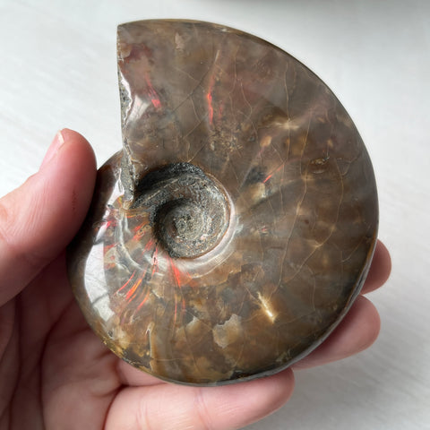 Whole Red Opalized Fire Ammonite