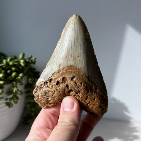 Genuine Fossil Megalodon Shark Tooth 4.4 inches