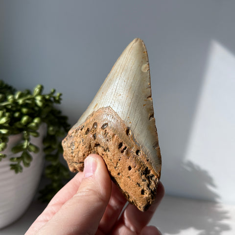 Genuine Fossil Megalodon Shark Tooth 4.4 inches