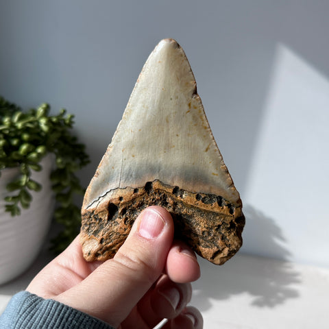 Véritable dent de requin fossile Megalodon 4,4 pouces