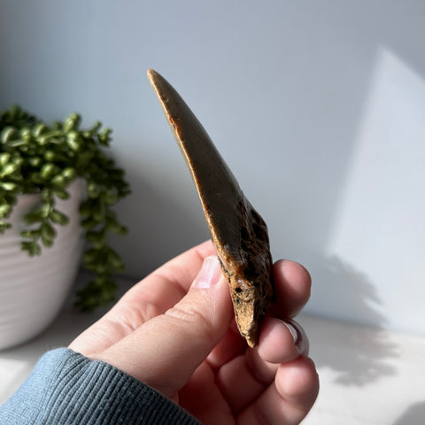 Genuine Fossil Megalodon Shark Tooth 4.4 inches