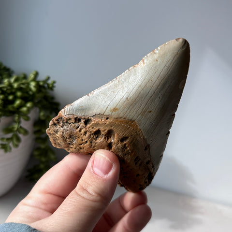 Genuine Fossil Megalodon Shark Tooth 4.4 inches