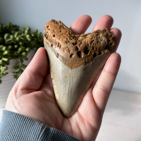 Véritable dent de requin fossile Megalodon 4,4 pouces