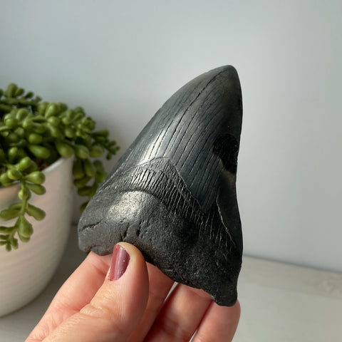 Genuine Fossil Megalodon Shark Tooth 4.2 inches with Serrated Edges