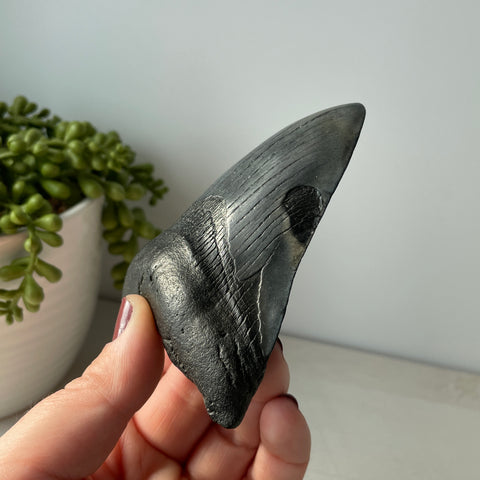 Genuine Fossil Megalodon Shark Tooth 4.2 inches with Serrated Edges