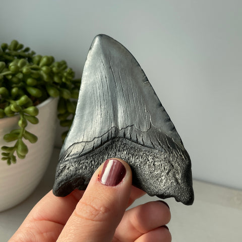 Genuine Fossil Megalodon Shark Tooth 4.2 inches with Serrated Edges