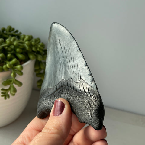 Genuine Fossil Megalodon Shark Tooth 4.2 inches with Serrated Edges