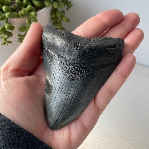 Genuine Fossil Megalodon Shark Tooth 4.2 inches with Serrated Edges