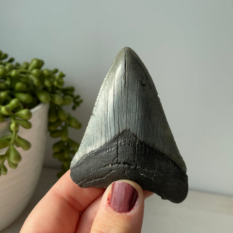 Genuine Fossil Megalodon Tooth 3.3 inches with Serrated Edges