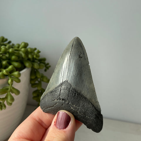 Genuine Fossil Megalodon Tooth 3.3 inches with Serrated Edges