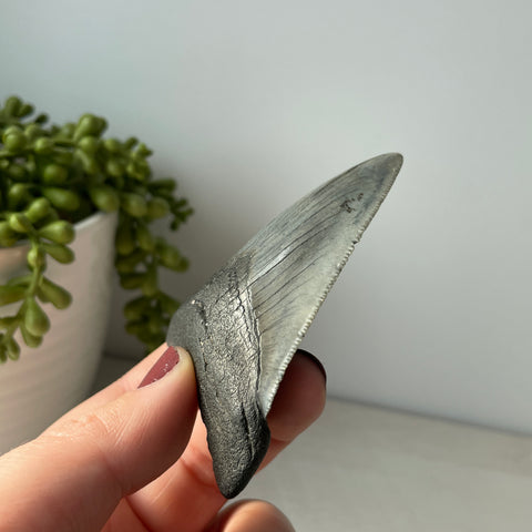 Genuine Fossil Megalodon Tooth 3.3 inches with Serrated Edges