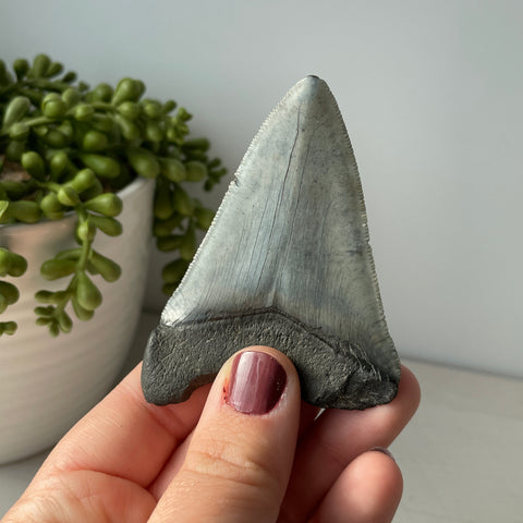 Genuine Fossil Megalodon Tooth 3.3 inches with Serrated Edges