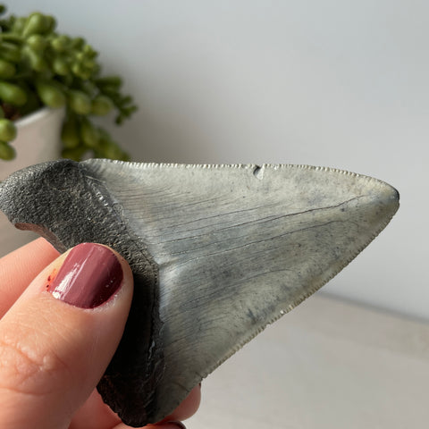 Genuine Fossil Megalodon Tooth 3.3 inches with Serrated Edges