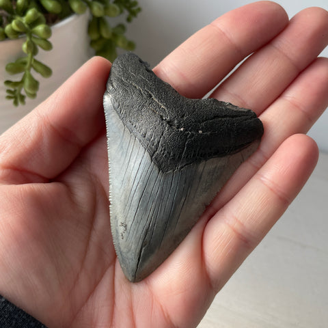 Genuine Fossil Megalodon Tooth 3.3 inches with Serrated Edges