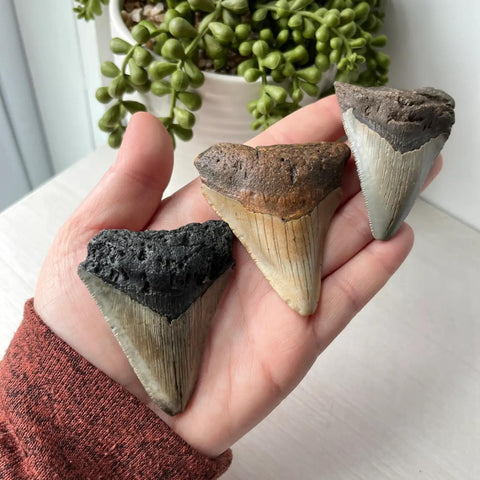 Fossilized Teeth