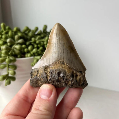 Genuine Fossil Megalodon Tooth Average 3"