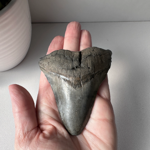 Genuine Fossil Megalodon Tooth 3.6 inches