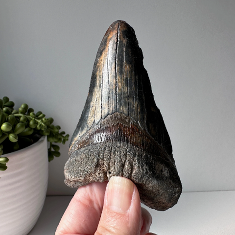 Genuine Fossil Megalodon Shark Tooth 4.2 inches