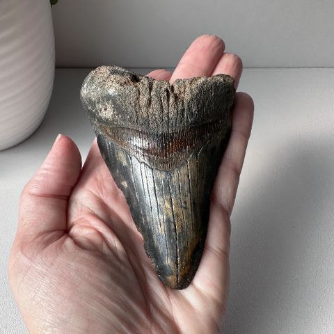 Genuine Fossil Megalodon Shark Tooth 4.2 inches