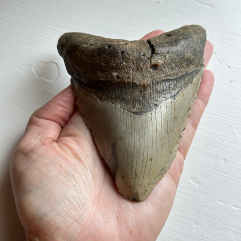 Genuine Fossil Megalodon Tooth 4.9 inches