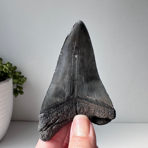 Genuine Fossil Megalodon Tooth 3.6 inches