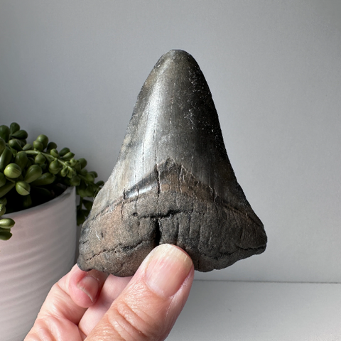 Genuine Fossil Megalodon Tooth 3.6 inches