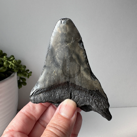 Genuine Fossil Megalodon Tooth 3.6 inches