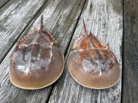 Horseshoe Crab Molt