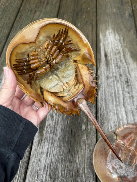 Horseshoe Crab Molt