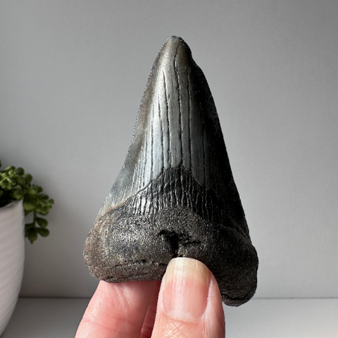 Genuine Fossil Megalodon Tooth 3.6 inches