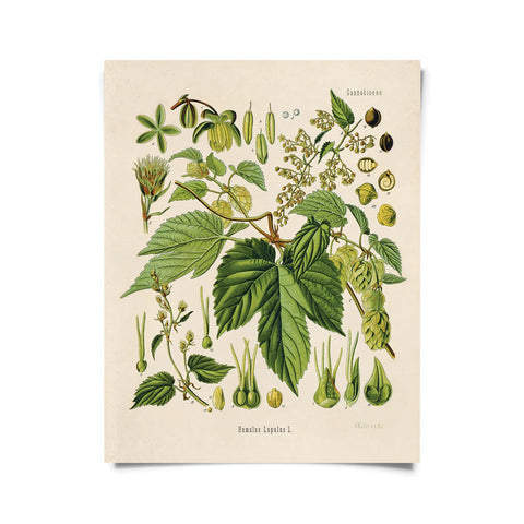 Müller Hops Flower Print