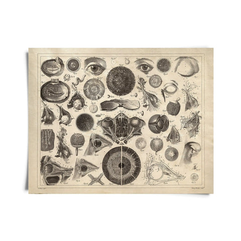 anatomy of the eye vintage print