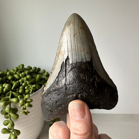 Genuine Fossil Megalodon Shark Tooth 4.2 inches