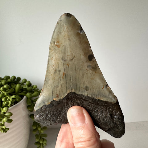 Véritable dent de requin fossile Megalodon 4,2 pouces