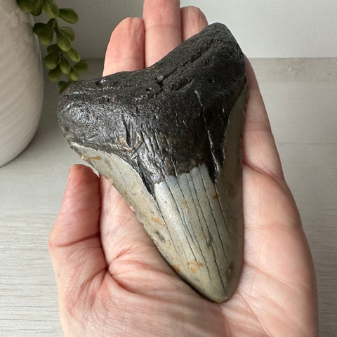 Genuine Fossil Megalodon Shark Tooth 4.2 inches