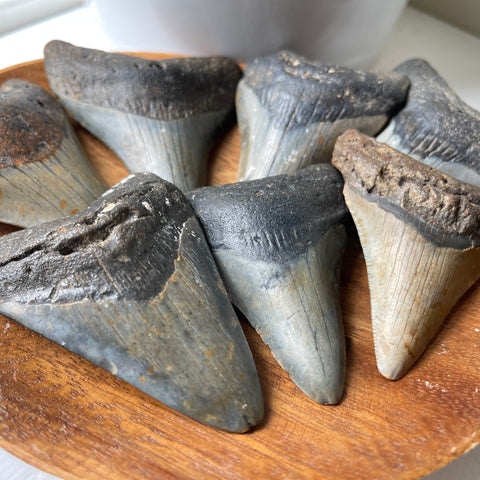 genuine prehistoric megalodon shark tooth