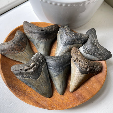 genuine prehistoric megalodon shark tooth