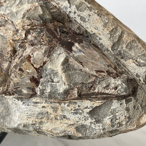 fossil Osteoglossidae fish from Brazil with stand