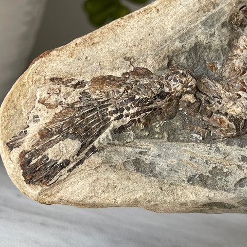 fossil Osteoglossidae fish from Brazil with stand