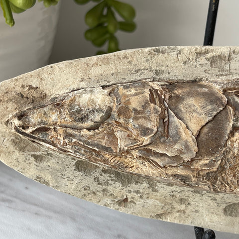 fossil Osteoglossidae fish from Brazil with stand