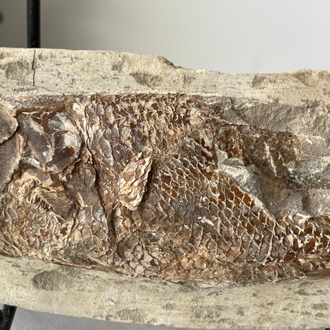 fossil Osteoglossidae fish from Brazil with stand