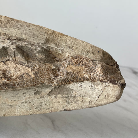 fossil Osteoglossidae fish from Brazil with stand