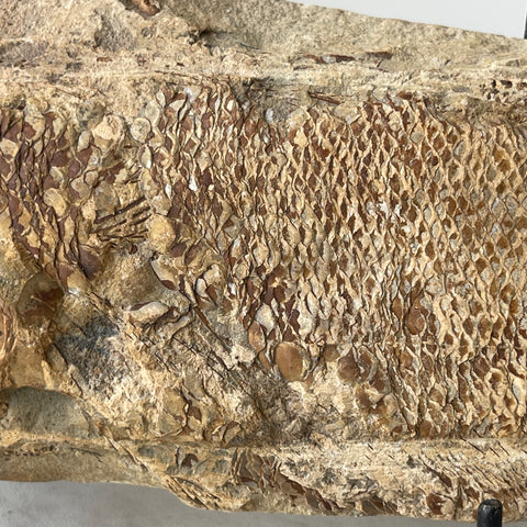 fossil Osteoglossidae fish from Brazil with stand