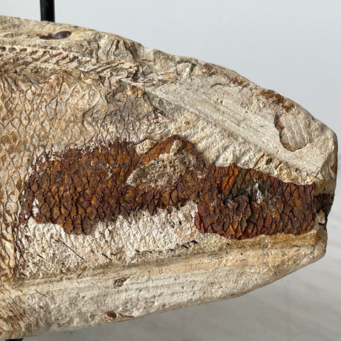 fossil Osteoglossidae fish from Brazil with stand