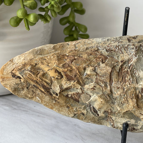 fossil Osteoglossidae fish from Brazil with stand