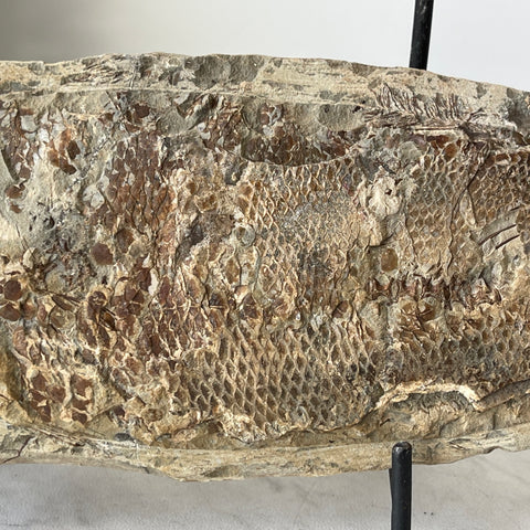 fossil Osteoglossidae fish from Brazil with stand