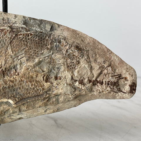 fossil Osteoglossidae fish from Brazil with stand